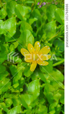 Green plants in summer. Flowers in the garden. Background wallpaper. Green plants in summer. Flowers in the garden. Background wallpaper. 101768666