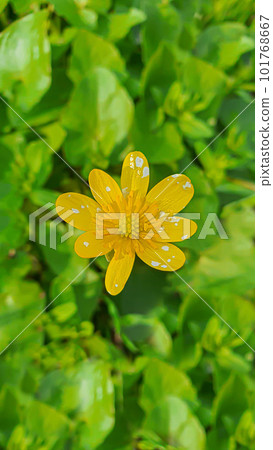 Green plants in summer. Flowers in the garden. Background wallpaper. Green plants in summer. Flowers in the garden. Background wallpaper. 101768667