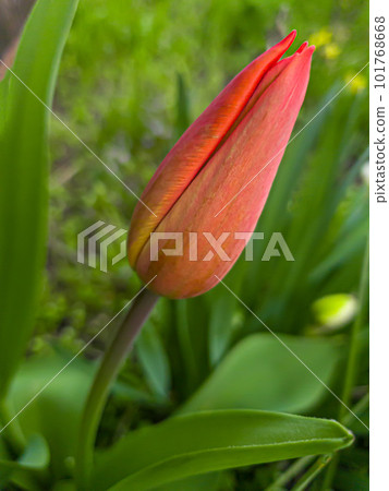 Green plants in summer. Flowers in the garden. Background wallpaper. Green plants in summer. Flowers in the garden. Background wallpaper. 101768668