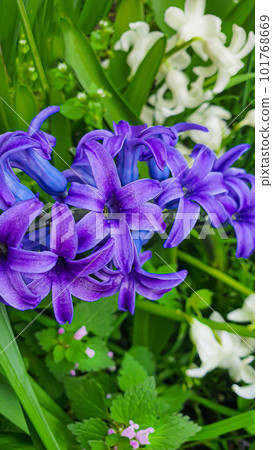 Green plants in summer. Flowers in the garden. Background wallpaper. Green plants in summer. Flowers in the garden. Background wallpaper. 101768669