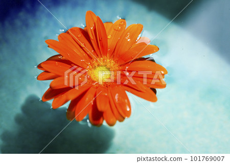 Orange gerbera flower floating in blue water 101769007