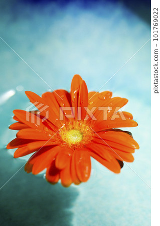 Orange gerbera flower floating in blue water Orange gerbera flower floating in blue water 101769022