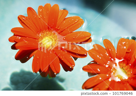 Orange gerbera flower floating in blue water Orange gerbera flower floating in blue water 101769046
