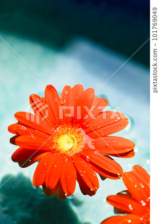 漂浮在大海的橙色大丁草花 漂浮在大海的橙色大丁草花 101769049