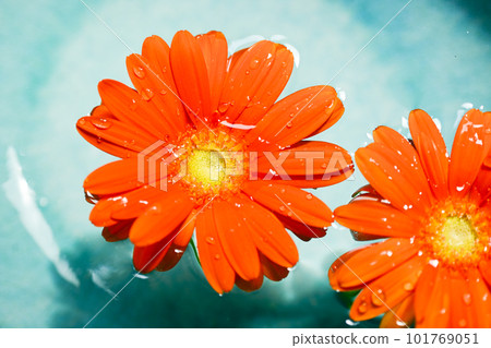 Orange gerbera flower floating in blue water Orange gerbera flower floating in blue water 101769051