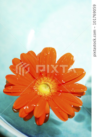 Orange gerbera flower floating in blue water Orange gerbera flower floating in blue water 101769059