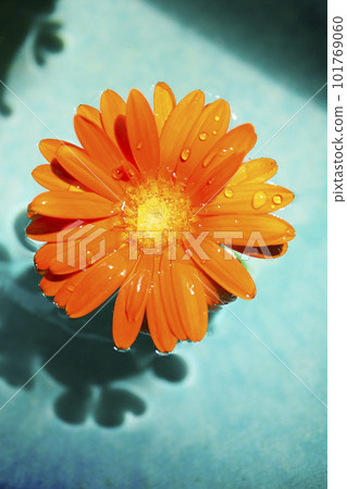 Orange gerbera flower floating in blue water Orange gerbera flower floating in blue water 101769060