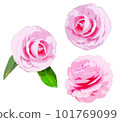 Double camellia illustration set 101769099