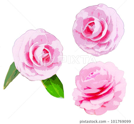 雙山茶花插圖集 雙山茶花插圖集 101769099