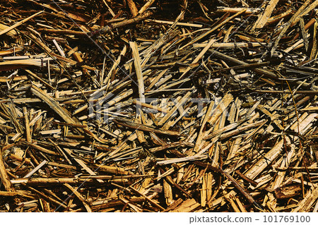 Background from the debris of fallen dry reeds with a golden hue Background from the debris of fallen dry reeds with a golden hue 101769100
