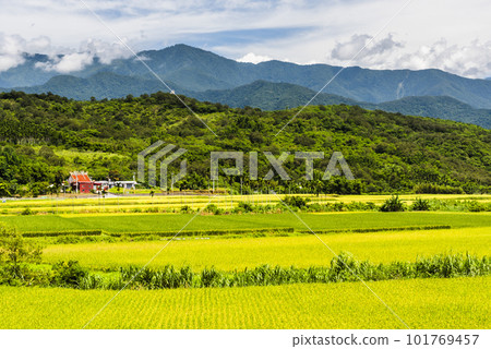 A large area of rice fields with mountains background under the blue sky in Hualien, Taiwan. A large area of rice fields with mountains background under the blue sky in Hualien, Taiwan. 101769457
