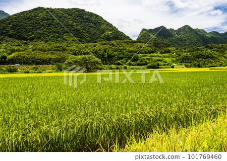 A large area of rice fields with mountains background under the blue sky in Hualien, Taiwan. A large area of rice fields with mountains background under the blue sky in Hualien, Taiwan. 101769460
