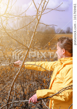 Pruning tree branches in the garden in spring, A woman cuts unnecessary branches from a fruit tree. 101769461