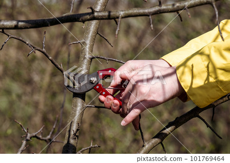 Work in spring in the garden with fruit trees, formative tree pruning. 101769464
