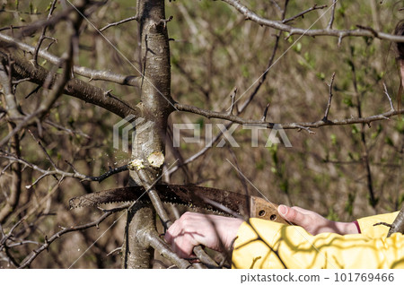 Pruning a tree with a hand saw in the spring Pruning a tree with a hand saw in the spring 101769466