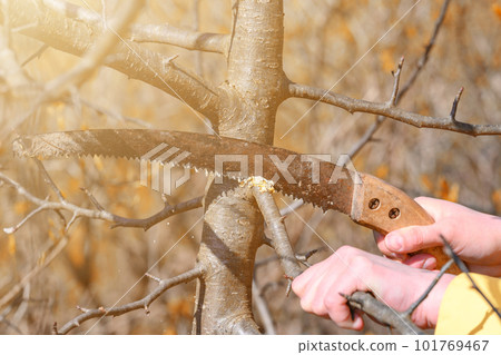 Pruning a tree with a hand saw in the spring 101769467