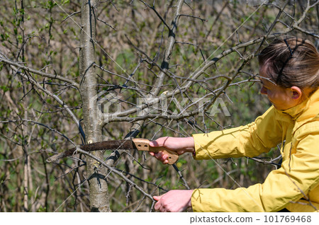 A woman cuts extra and thin branches on an apple tree with a hand saw A woman cuts extra and thin branches on an apple tree with a hand saw 101769468