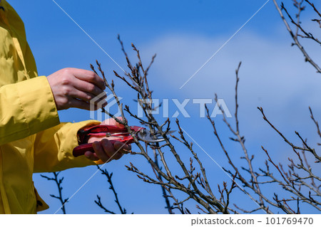 A woman gardener cuts unnecessary branches on a plum tree with scissors. 101769470
