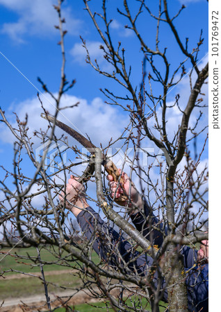 A man prunes a neglected plum tree, removes old and unnecessary branches, tree pruning work. 101769472