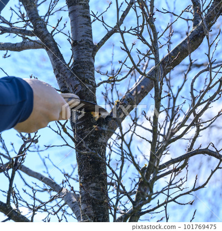 a gardener cuts branches on a plum with a hand saw, landscaping work in the garden. 101769475