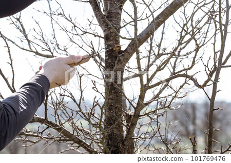 A gardener cuts a large branch on a plum with a saw 101769476