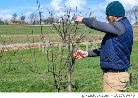 Spring formative pruning of the tree and formation of the tree crown. 101769479