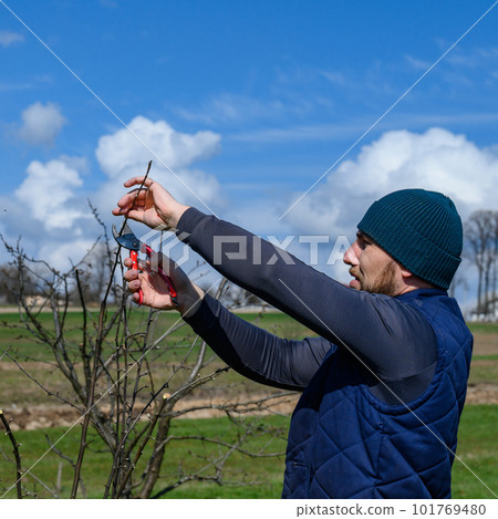 gardener cuts young branches on a tree with garden shears 101769480