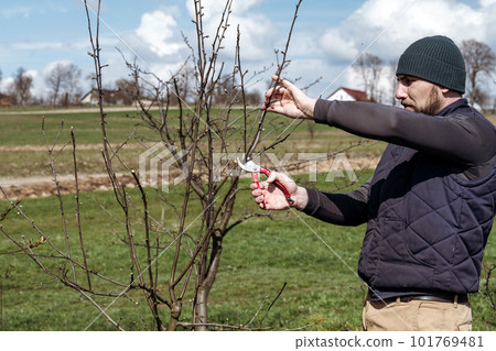 gardener cuts young branches on a tree with garden shears 101769481