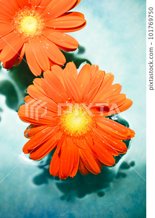 Bright orange gerbera flowers floating in blue water 101769750
