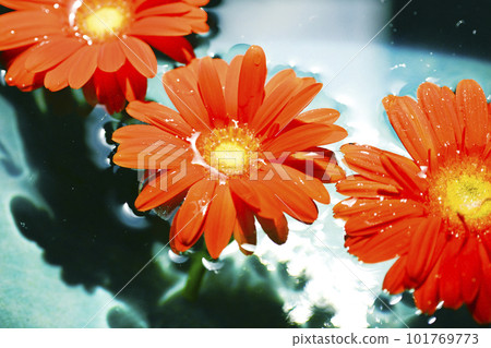 Bright orange gerbera flowers floating in blue water Bright orange gerbera flowers floating in blue water 101769773