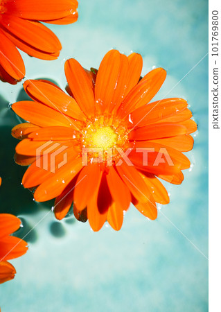 Bright orange gerbera flowers floating in blue water 101769800