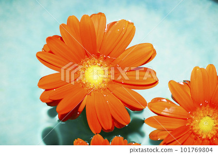 Bright orange gerbera flowers floating in blue water 101769804