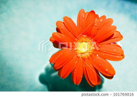 Bright orange gerbera flowers floating in blue water 101769816