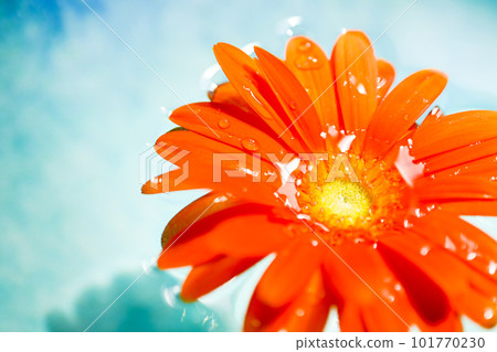 Orange gerbera flower floating in blue water Orange gerbera flower floating in blue water 101770230