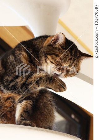 貓美國短毛貓棕色平紋梳理手 貓美國短毛貓棕色平紋梳理手 101770697