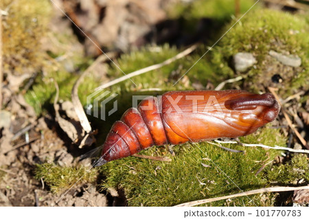 Dancing pupa Shrimp glass mega 101770783