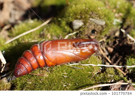 Wriggling pupa Hawkmoth 101770784