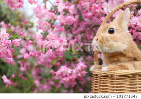 Hanakaido and Rabbit Hanakaido and Rabbit 101771342