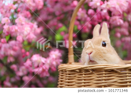 Hanakaido and Rabbit 101771346