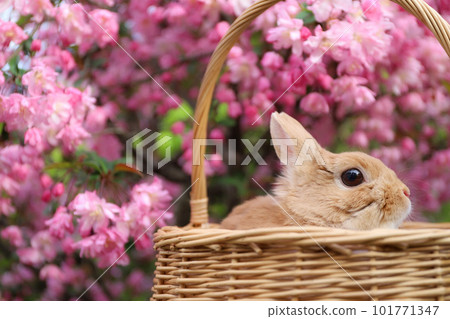 Hanakaido and Rabbit 101771347