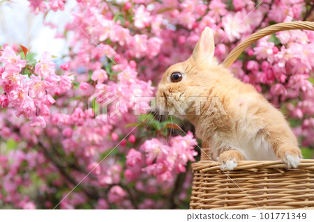 Hanakaido and Rabbit 101771349