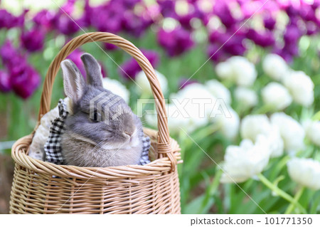 Tulip field and rabbit 101771350
