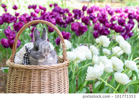 Tulip field and rabbit 101771353