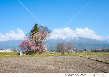 Spring Otsuka Shrine/Mimizuka [Hotaka, Azumino City] 101771362