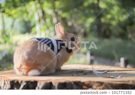 rabbit on a stump rabbit on a stump 101771382
