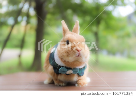 時髦的兔子 時髦的兔子 101771384
