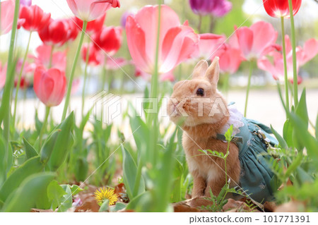 Tulip field and rabbit 101771391