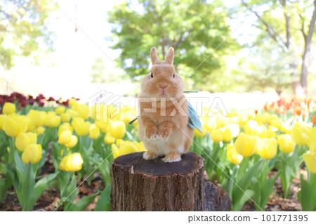 Tulip field and rabbit Tulip field and rabbit 101771395