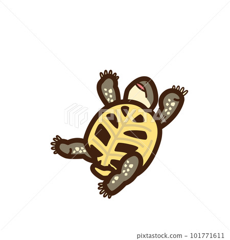 Hermann's tortoise Hermann's tortoise 101771611