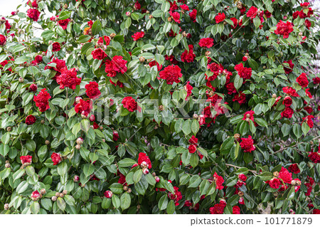 Camellia flowers in full bloom 101771879